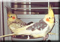 perl� et pied
