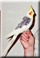 pied (bigar�)