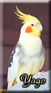 pied(bigar�)