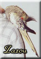 perl�