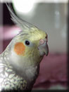 perl�