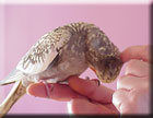 perl�