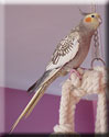 perl�